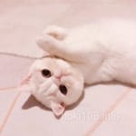 Avatar Felipe Madrid