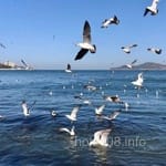 Avatar Tomás Ledezma